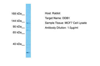 DDB1 Rabbit Polyclonal Antibody