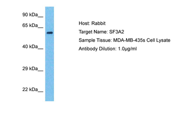 SF3A2 Rabbit Polyclonal Antibody