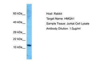 HMGA1 Rabbit Polyclonal Antibody