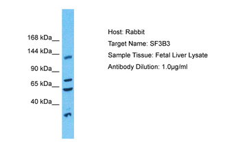 SF3B3 Rabbit Polyclonal Antibody