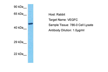 VEGFC Rabbit Polyclonal Antibody