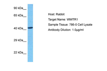 WWTR1 Rabbit Polyclonal Antibody