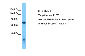 ZHX3 Rabbit Polyclonal Antibody
