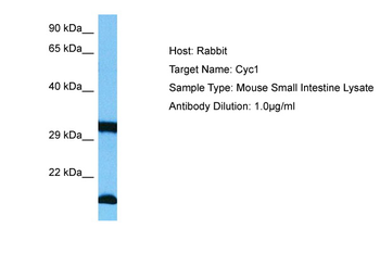 CYC1 Rabbit Polyclonal Antibody