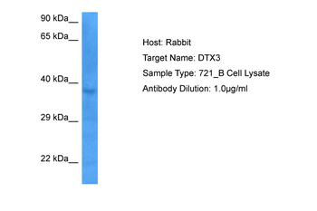 DTX3 Rabbit Polyclonal Antibody