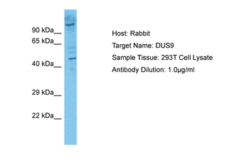DUSP9 Rabbit Polyclonal Antibody