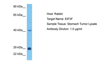 EIF3F Rabbit Polyclonal Antibody