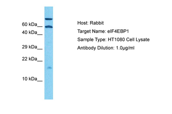EIF4EBP1 Rabbit Polyclonal Antibody