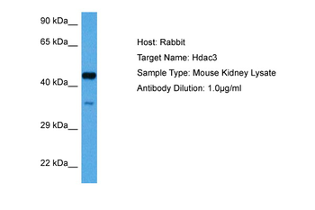 HDAC3 Rabbit Polyclonal Antibody