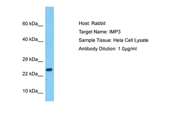 IMP3 Rabbit Polyclonal Antibody