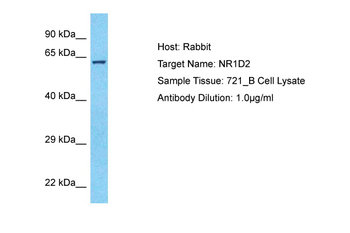 NR1D2 Rabbit Polyclonal Antibody