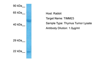 TIMM23 Rabbit Polyclonal Antibody