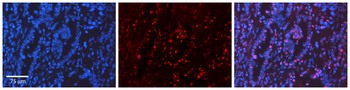 LMNA Rabbit Polyclonal Antibody