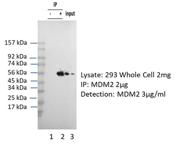 MDM2 Rabbit Polyclonal Antibody