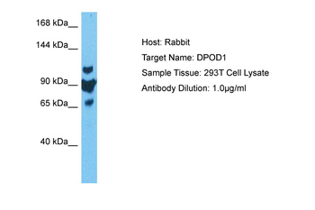 POLD1 Rabbit Polyclonal Antibody