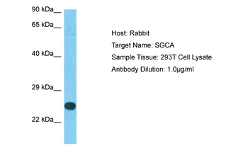 SGCA Rabbit Polyclonal Antibody