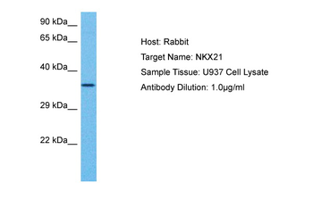 NKX2-1 Rabbit Polyclonal Antibody