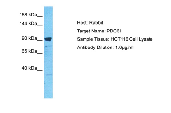 PDCD6IP Rabbit Polyclonal Antibody