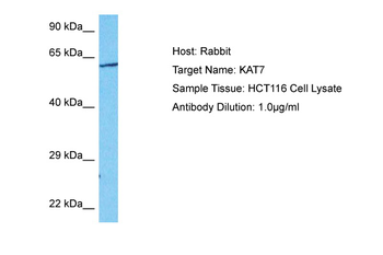 KAT7 Rabbit Polyclonal Antibody