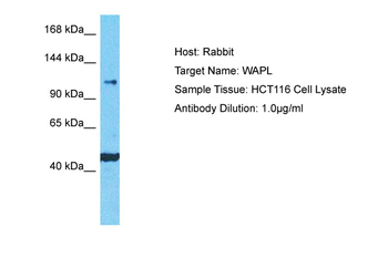 WAPL Rabbit Polyclonal Antibody