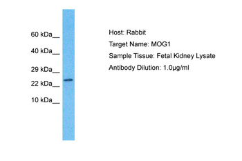 RANGRF Rabbit Polyclonal Antibody
