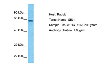 MAPKAP1 Rabbit Polyclonal Antibody
