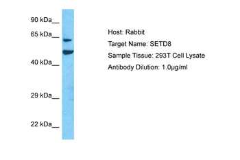 KMT5A Rabbit Polyclonal Antibody