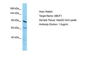 ABCF1 Rabbit Polyclonal Antibody