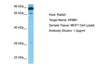 APBB1 Rabbit Polyclonal Antibody