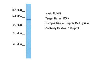 ITGA3 Rabbit Polyclonal Antibody