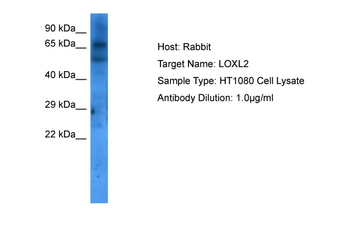 LOXL2 Rabbit Polyclonal Antibody