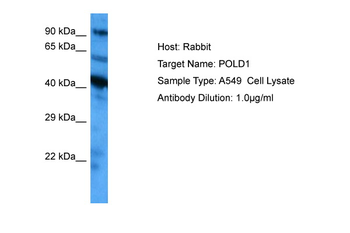 POLD1 Rabbit Polyclonal Antibody