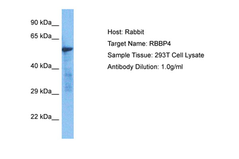 RBBP4 Rabbit Polyclonal Antibody