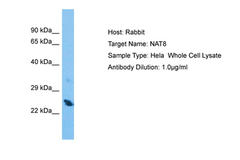 NAT8 Rabbit Polyclonal Antibody