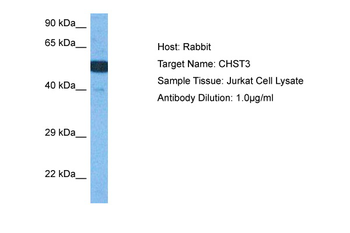 CHST3 Rabbit Polyclonal Antibody
