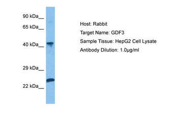 GDF3 Rabbit Polyclonal Antibody