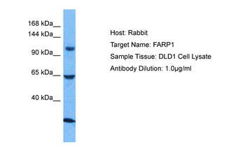 FARP1 Rabbit Polyclonal Antibody