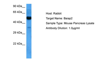 BAIAP2 Rabbit Polyclonal Antibody