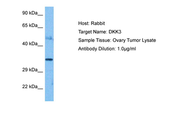 DKK3 Rabbit Polyclonal Antibody