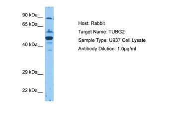TUBG2 Rabbit Polyclonal Antibody