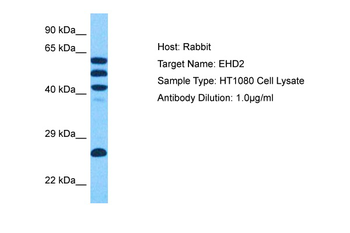 EHD2 Rabbit Polyclonal Antibody