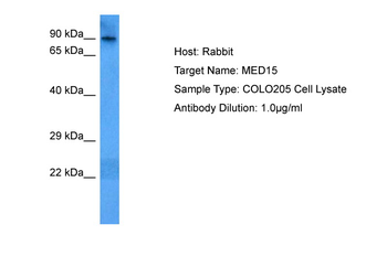 MED15 Rabbit Polyclonal Antibody