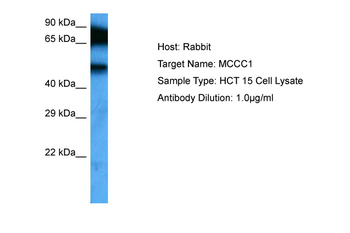 MCCC1 Rabbit Polyclonal Antibody
