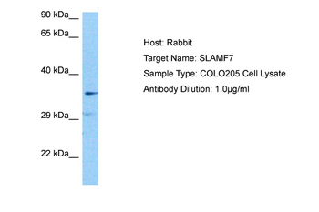 SLAMF7 Rabbit Polyclonal Antibody