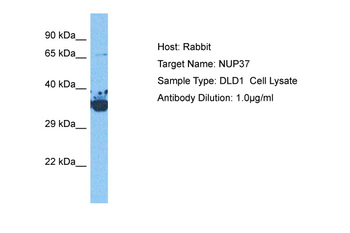 NUP37 Rabbit Polyclonal Antibody