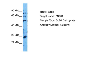ZNF81 Rabbit Polyclonal Antibody