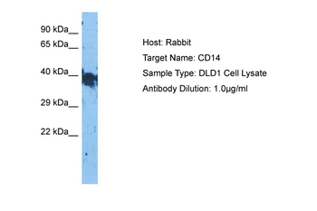 CD14 Rabbit Polyclonal Antibody