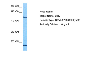 GZMH Rabbit Polyclonal Antibody