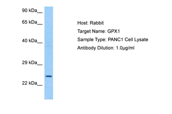 GPX1 Rabbit Polyclonal Antibody