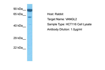 VANGL2 Rabbit Polyclonal Antibody